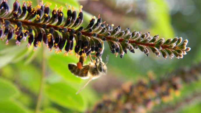 Floraison d’Amorpha fruticosa. ©Y. Darricau